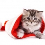 Pet Safety First For The Holidays