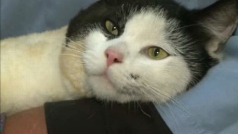 Cat Hides For 200 Miles, Authorities Can’t Find Owner