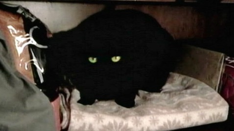 Cat Goes from Rags to Riches