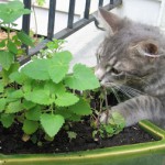 Cat Sniffing Plants
