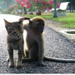 Cat and Monkey