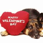 Tips to Keep Your Pets Safe on Valentine’s Day