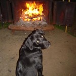 Dog by Fire