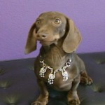 Dog with Jewelry