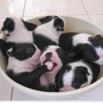 Puppies in Cup