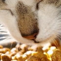 Homemade Cat Treats Using Catnip