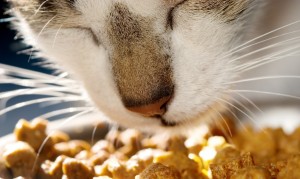 Homemade Cat Treats Using Catnip