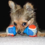 Dog Playing With Toy