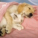 Benefits of Dreaming for Dogs and Cats