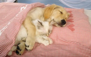 Benefits of Dreaming for Dogs and Cats