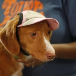 America’s Family Pet Expo to Salute Hollywood Pets at 2012 Event America's Family Pet Expo