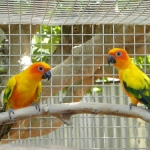 Pet Bird Cage