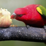 Healthy and Fun Additions to Your Pet Bird’s Diet