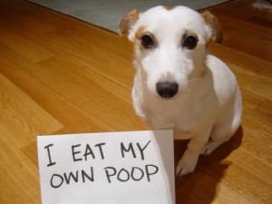 dog eating it's poop