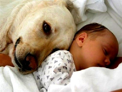 Study Shows Babies in Homes With Dogs are Healthier