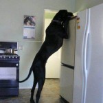 Tall Dog