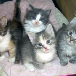 Homes for the Holidays with Reduced Adoption Fees from SPCA Florida