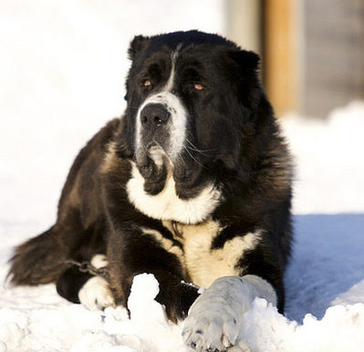 Protect your Dog in Winter