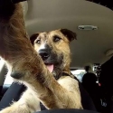 dog driving car