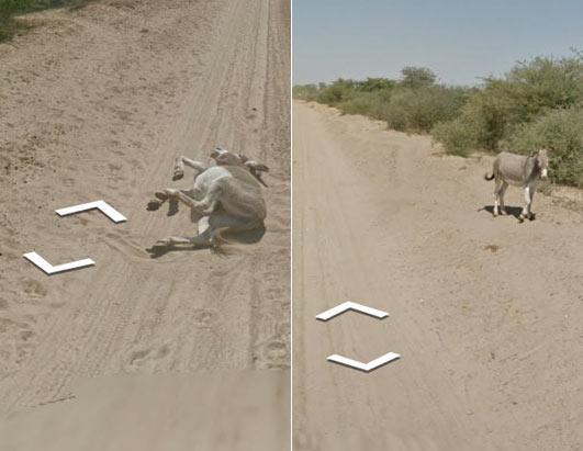 Google StreetView Cameras Run Over Wild Animals? - All Pet News