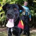 archaeology dog