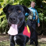 Migaloo is the World’s First Archaeology Dog archaeology dog