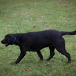 Dog’s Birth from Frozen Embryo is Good News for Endangered Animals dog born from frozen embryo