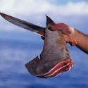 shark fins