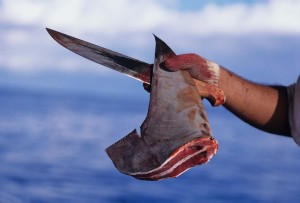 shark fins