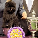 Westminster Dog Show Kicks Off Dog Show Season westminster dog show