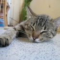 cat body language