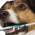 dog bad breath