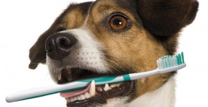 dog bad breath