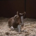 clydesdale
