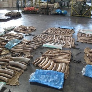 ivory recovered from poaching