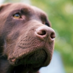 Most Popular Dog Breeds According to AKC most popular dog breeds