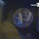 polar bear cubs