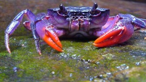 new species of crab