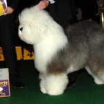 Check Out The Finalists For Westminster’s Best In Show contenter for best in show