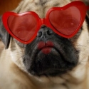 valentine's gifts for dogs
