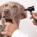 pet insurance
