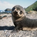 seals