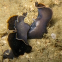 flatworm penis