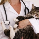 cat vaccinations
