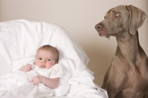 keeping your baby safe around dogs