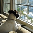 pet sitting