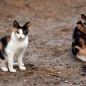 feral vs domestic cats
