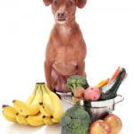 Is It Healthy For Dogs to be Vegetarian? vegetarian