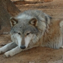 wolfdog