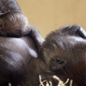 apes